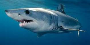 Suami Melompat dan Meninju Hiu Berulang Kali Demi Selamatkan Istri